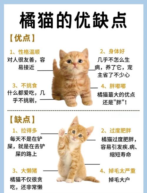 狗狗可不可以吃橘子