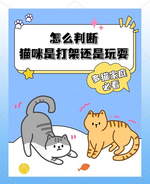 怎么判断猫咪是在打架还是玩耍?