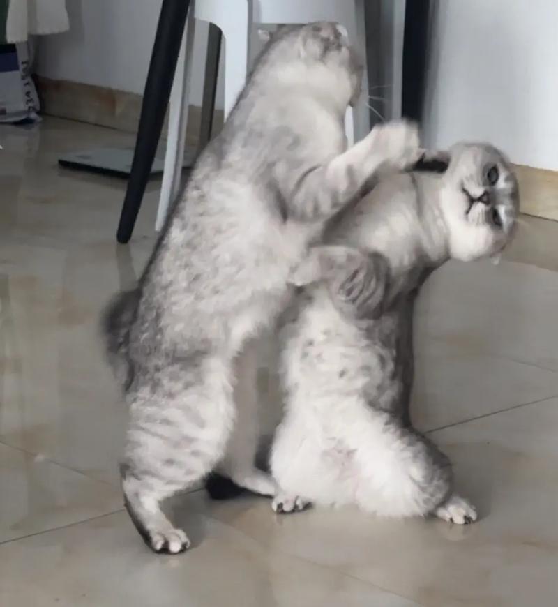 猫打架过程中惨叫是输了吗