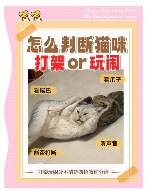 猫咪打架和玩耍的区别