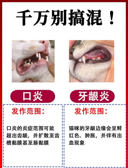 猫的牙龈炎怎么治