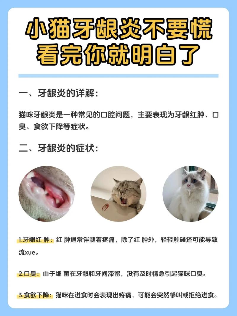 猫牙龈炎疾病怎么治?