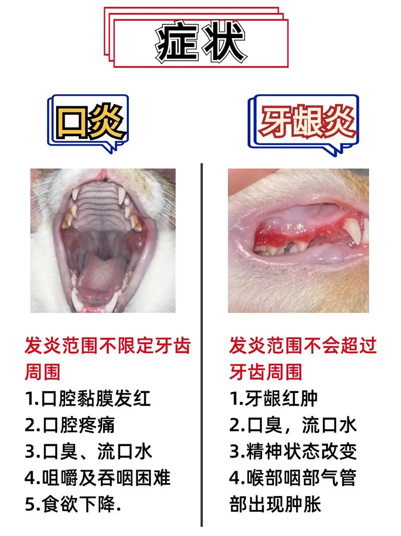 猫咪牙龈炎怎么治疗