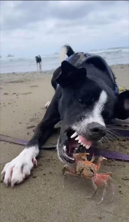 狗狗可以吃螃蟹吗