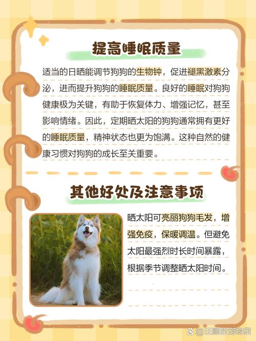 带狗狗晒太阳有哪些好处呢?