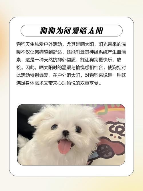 狗狗为什么每天晒太阳会死