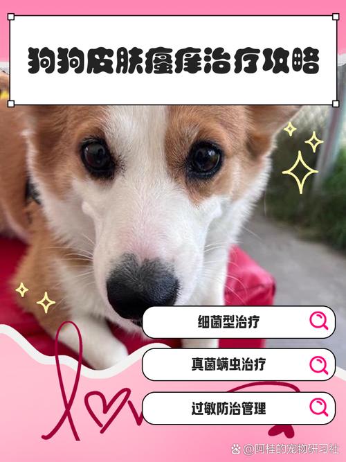 狗狗过敏抓痒不停可以吃扑尔敏吗?