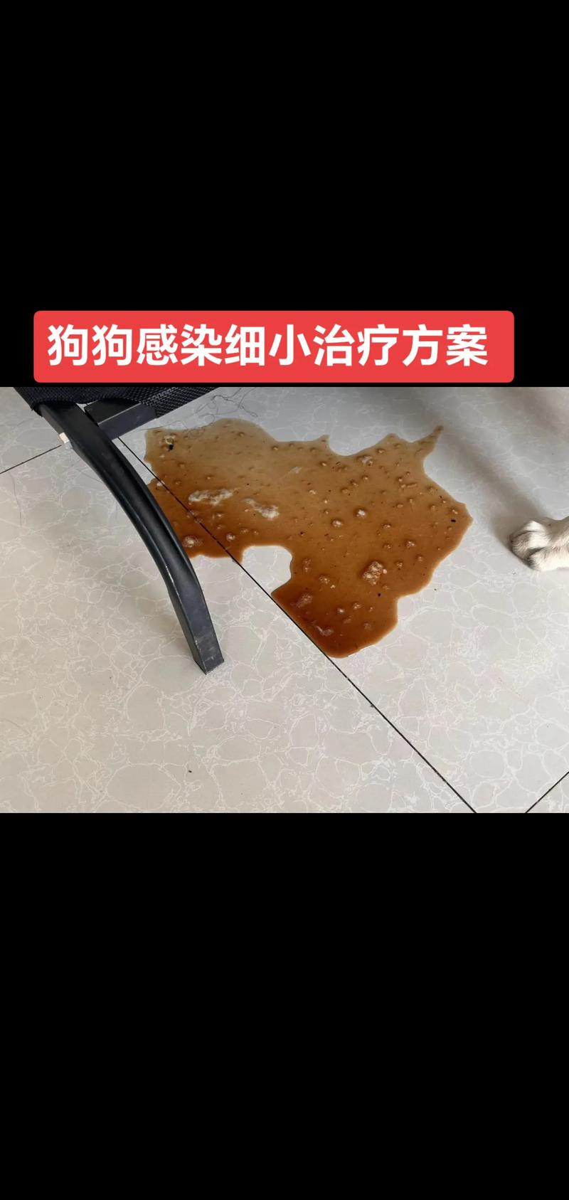 狗狗得细小症状