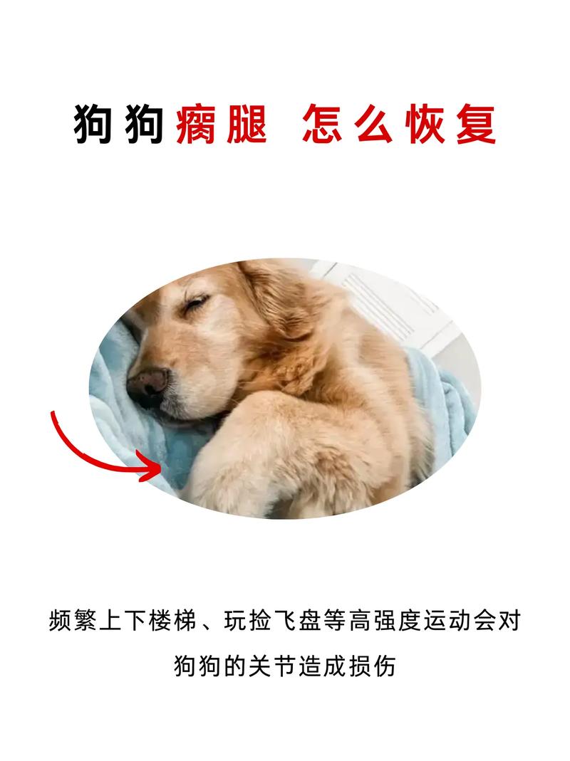 狗狗的腿瘸了自己能好吗怎么治
