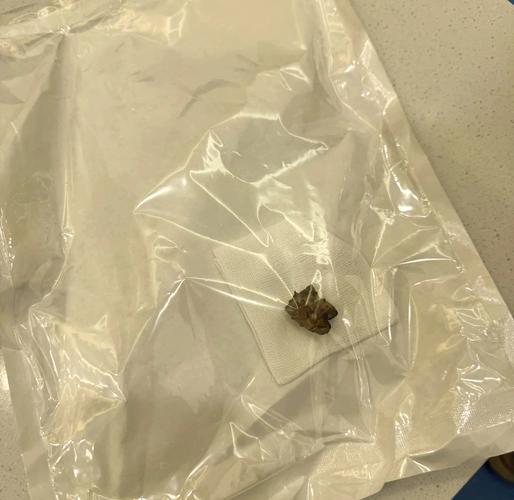 我家的狗狗吃进了异物我该怎么办