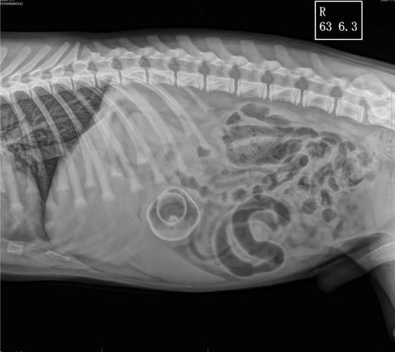 狗吃异物多久能拉出来正常