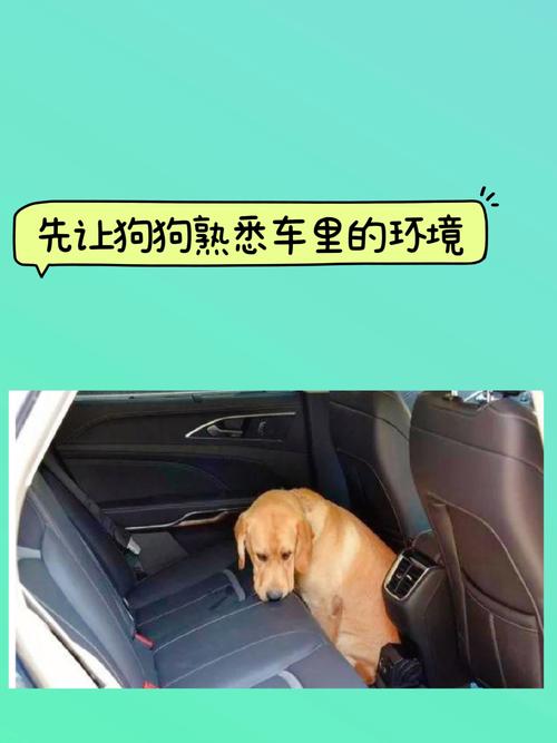 狗狗坐车比较多能坐多久