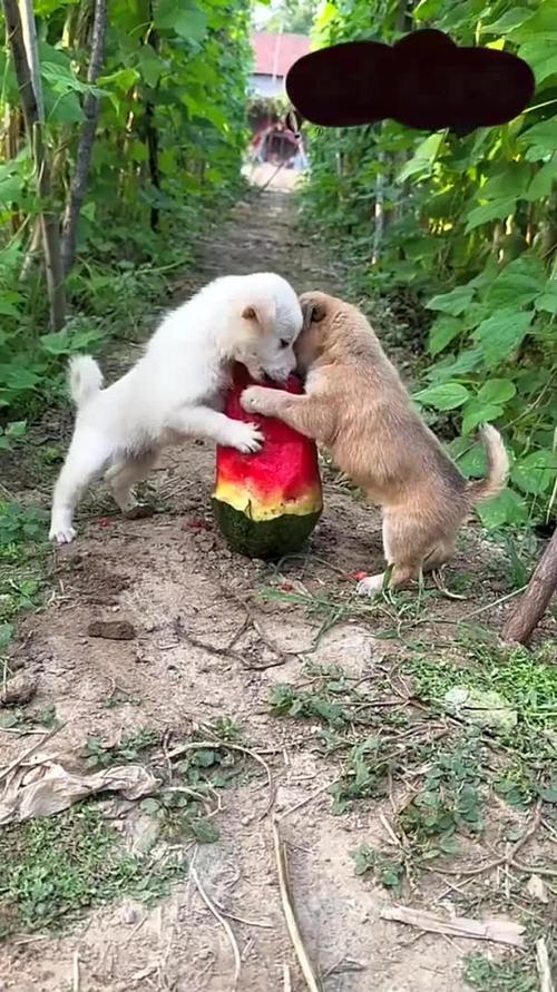 狗狗吃西瓜会怎么样?