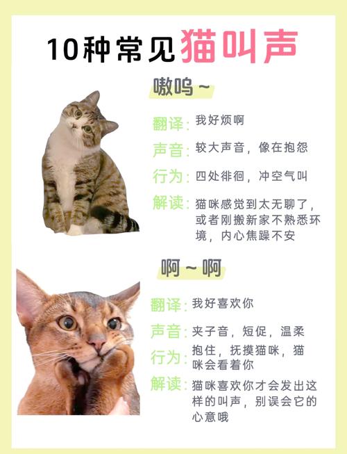 猫嗷呜嗷呜叫什么意思分很多种叫法!