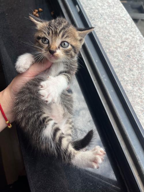 狸花猫长多大开始掉毛?