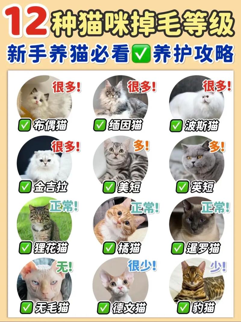 猫咪什么时候掉毛最厉害