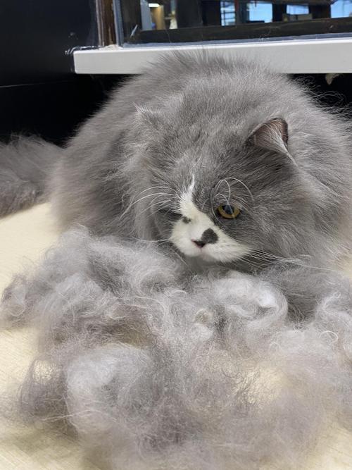 求助猫毛一揪就掉一撮这什么情况