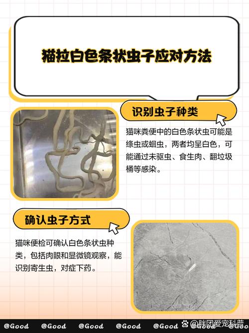 猫咪拉虫子怎么办?