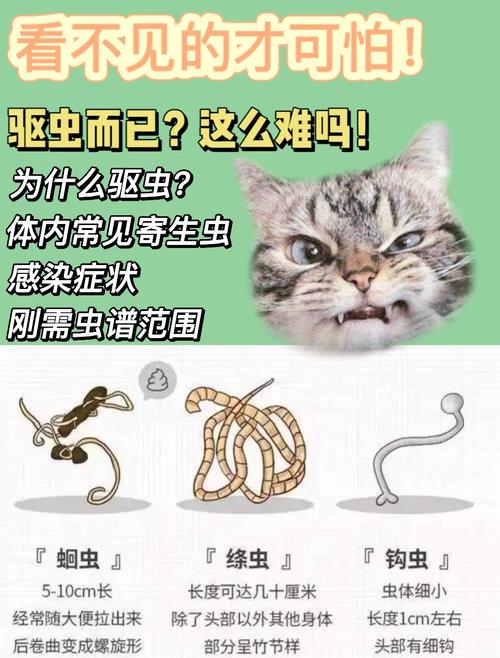 猫咪拉出白色长条虫子