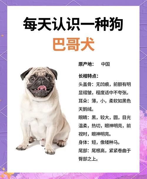 我养的巴哥犬已经一年了,我想知道相当于人的几岁?