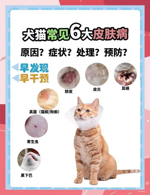 犬猫常见的传染病