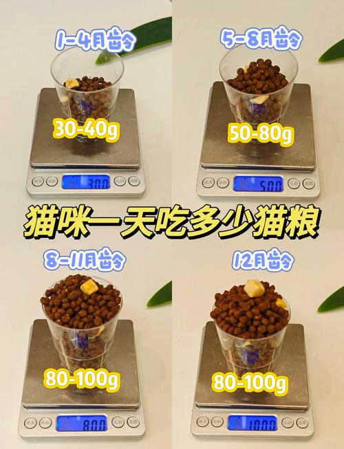 猫咪一次吃多少猫粮