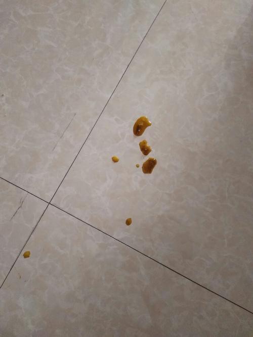 一个月的狗狗拉稀