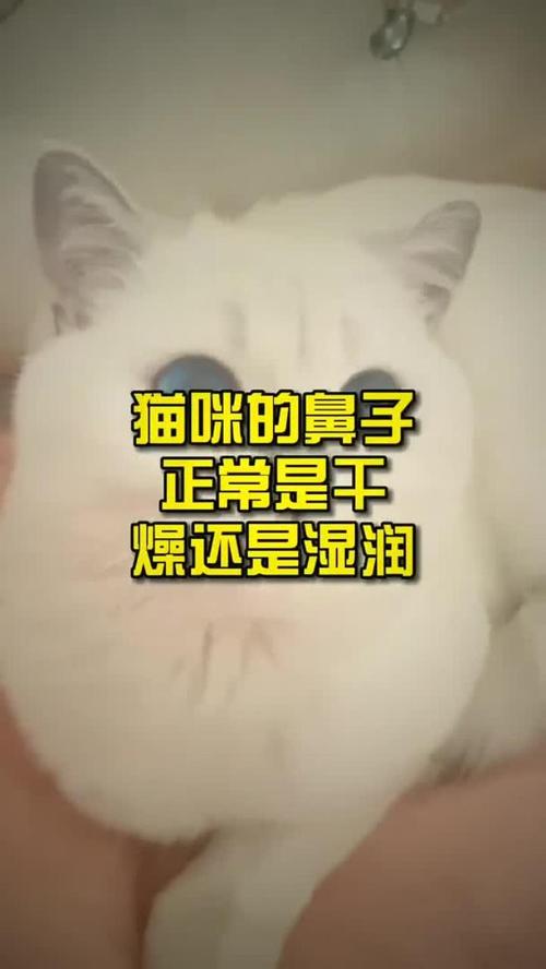 猫咪鼻子热怎么回事