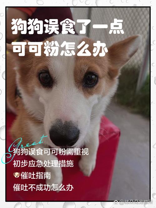 狗狗能吃婴儿米粉吗