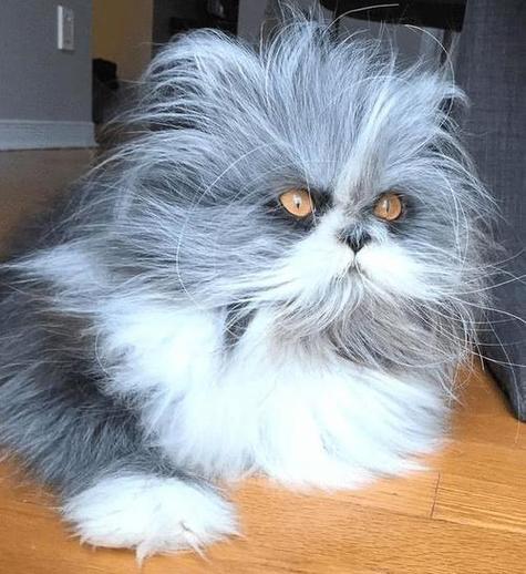 波斯猫的内脏出血了,可能会有哪些症状?