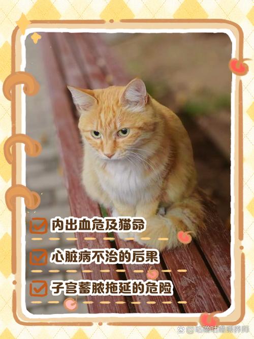 猫咪内出血多久会死