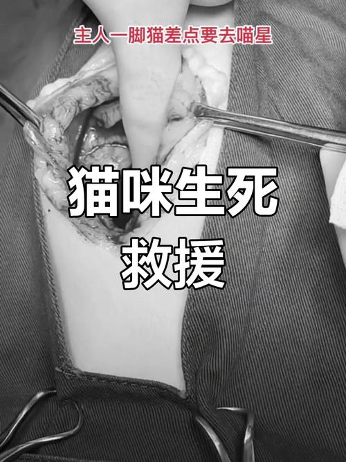 猫咪内出血有什么症状