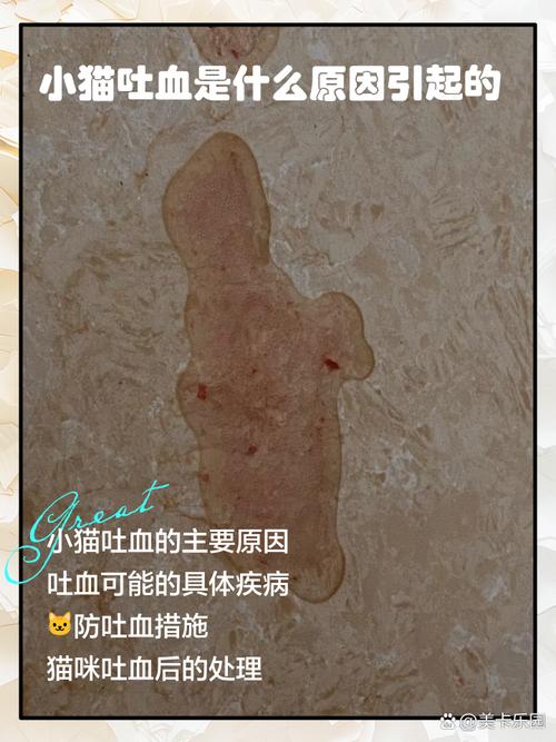 猫内出血的表现有哪些?