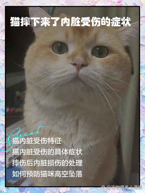 如何判断猫咪有没有内出血?