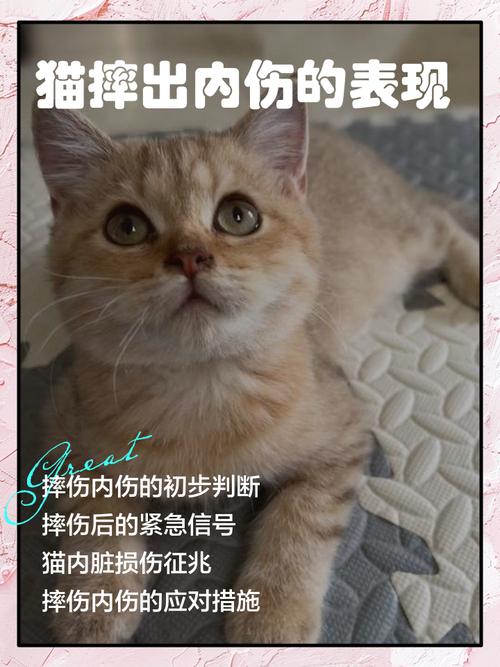猫咪摔下楼内出血症状