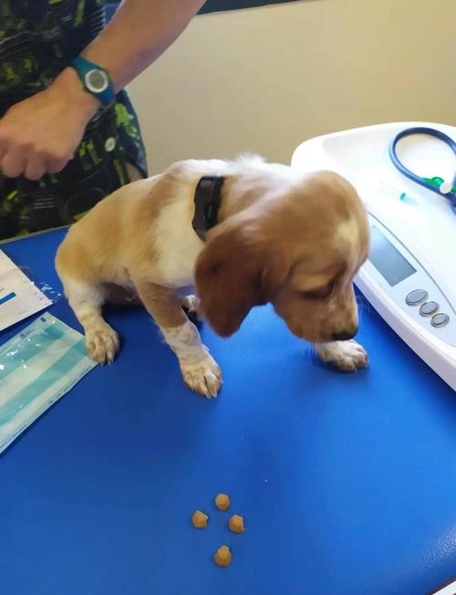 狗狗疫苗去哪里打