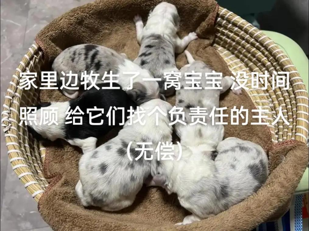 领养的狗狗两个月大了,可以给它打疫苗吗?