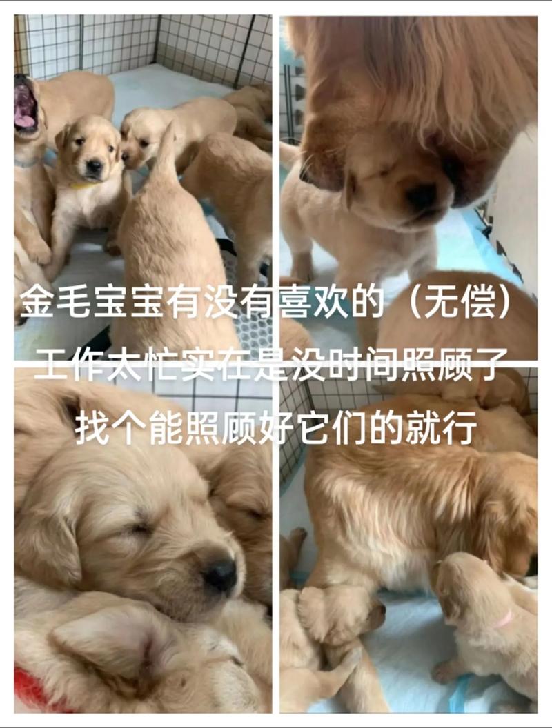 两个月狗狗要打什么针