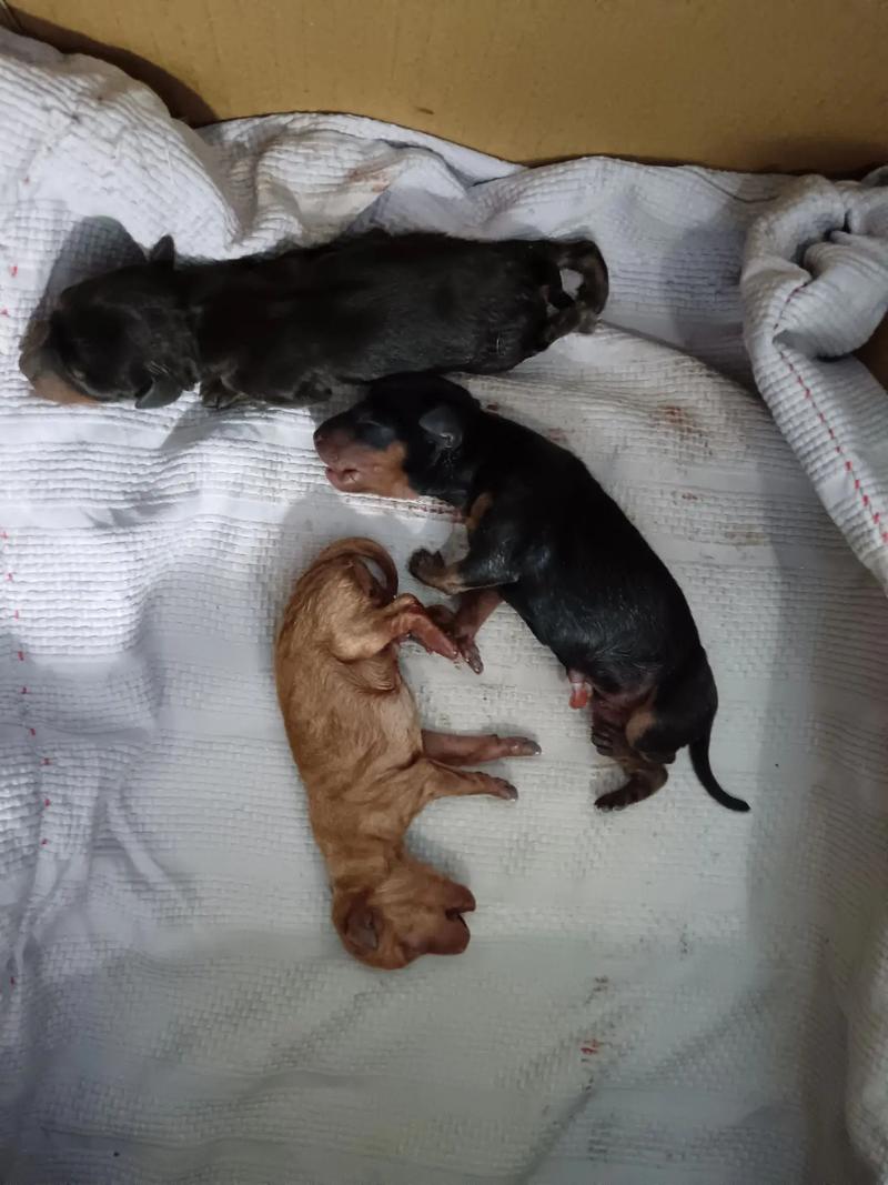 鹿犬难产时怎么掏出来