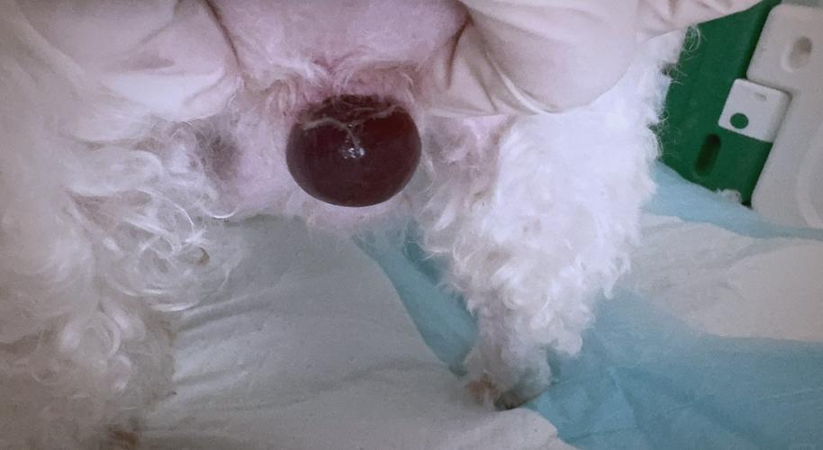 狗狗难产时怎么掏出来