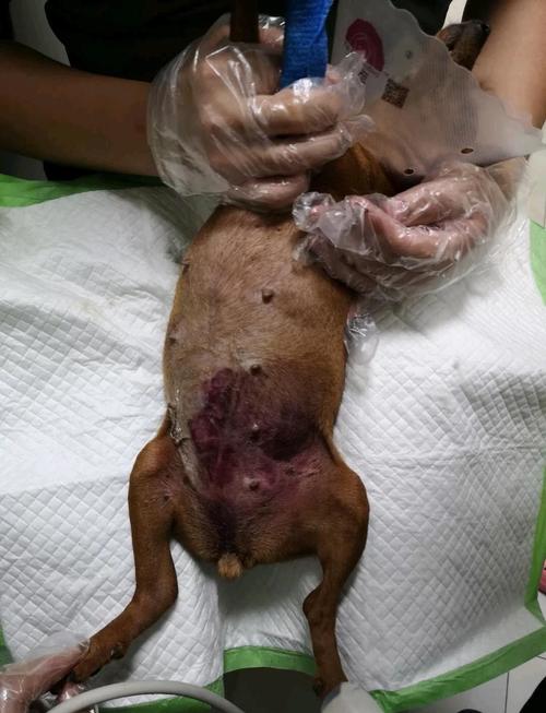 狗生不出来怎么办,狗狗生不下来怎么助产