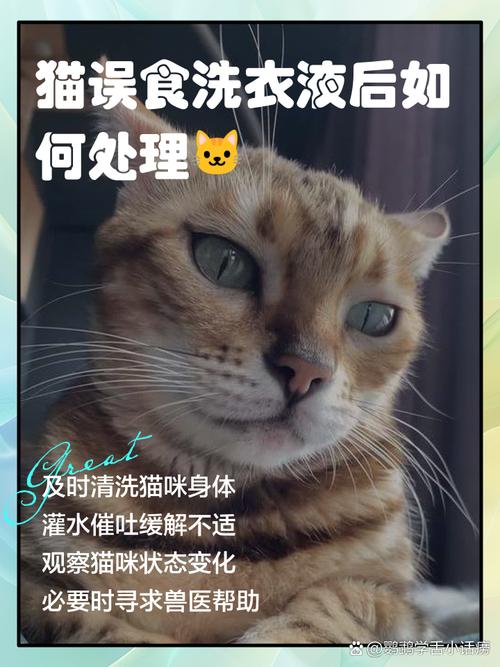 大家猫咪误吃了洗衣液怎么办