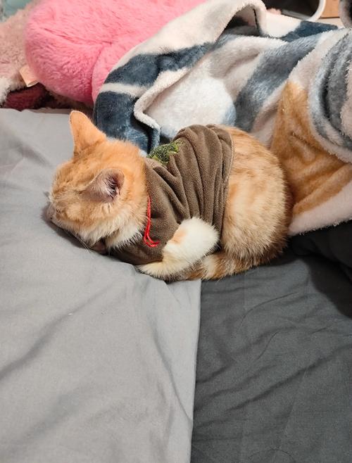 小猫误食洗衣液怎么办?