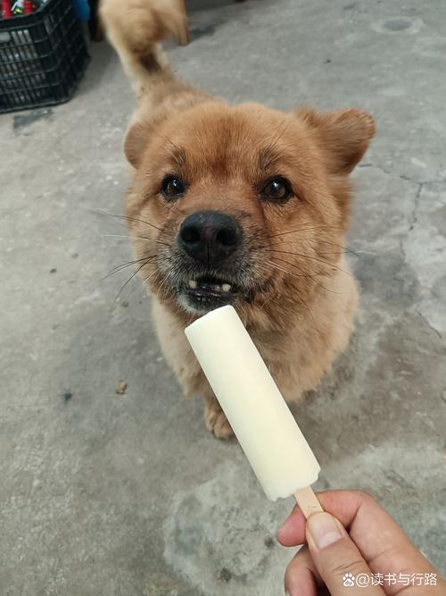夏天狗狗可以吃冰棍吗