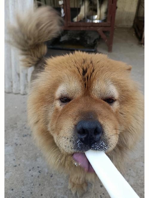 狗狗为什么不能吃冰棍