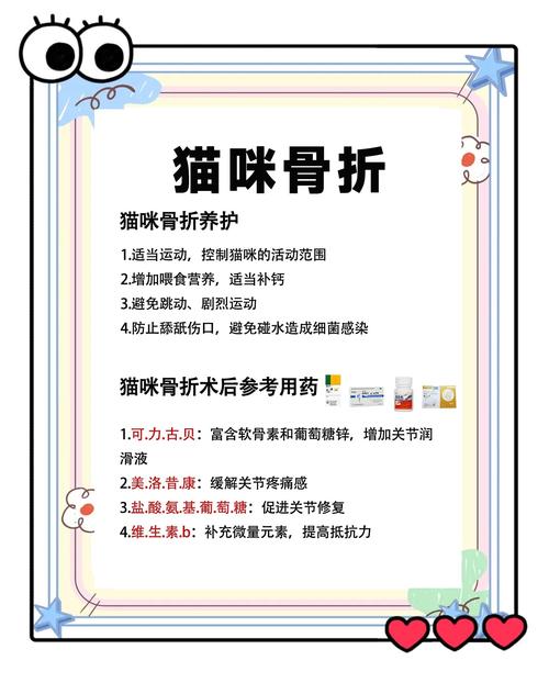 猫咪骨折手术费用要多少?