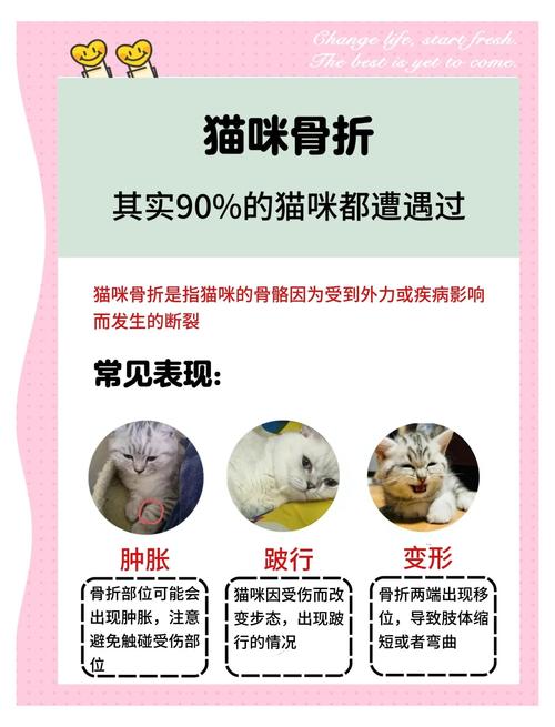 猫骨折一般要花多少钱