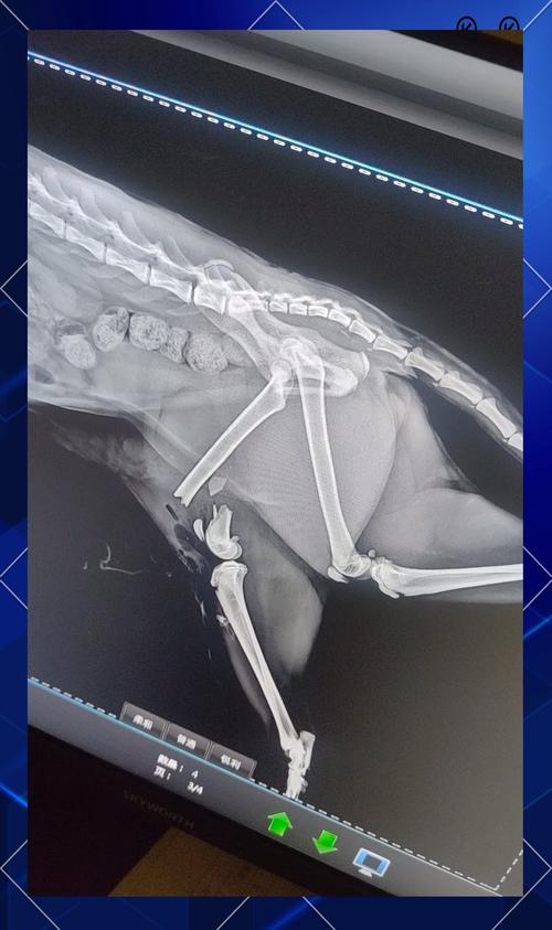 猫后腿骨折一般多少钱可以治