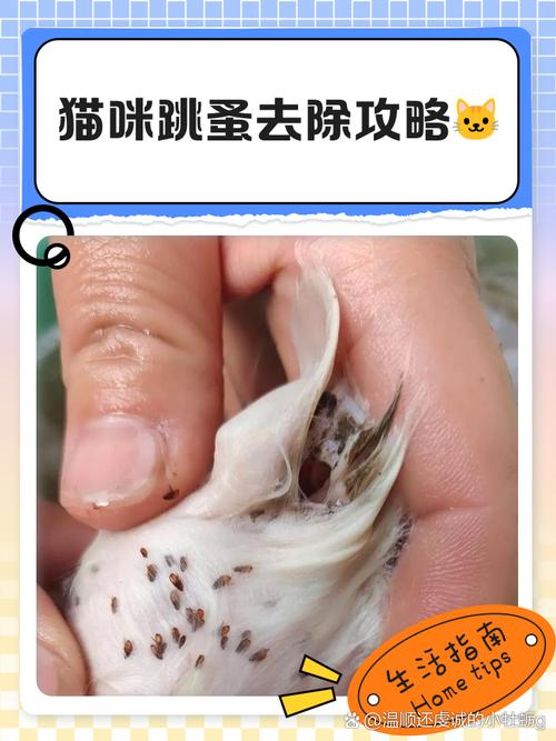 猫身上长虱子怎么去除?