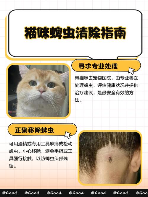 猫虱子怎么彻底去除
